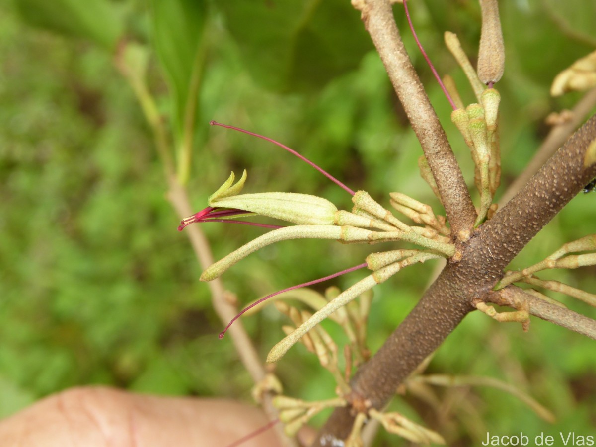 Scurrula parasitica L.